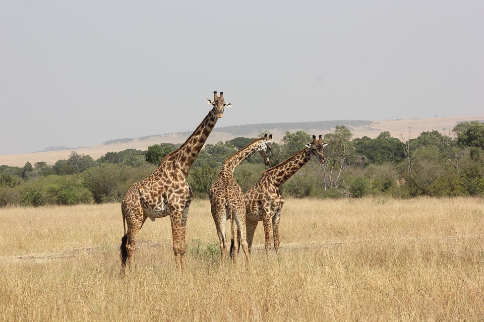 Uganda Relocates Endangered Nubian Giraffes as Oil Drilling Threatens Murchison Falls National Park